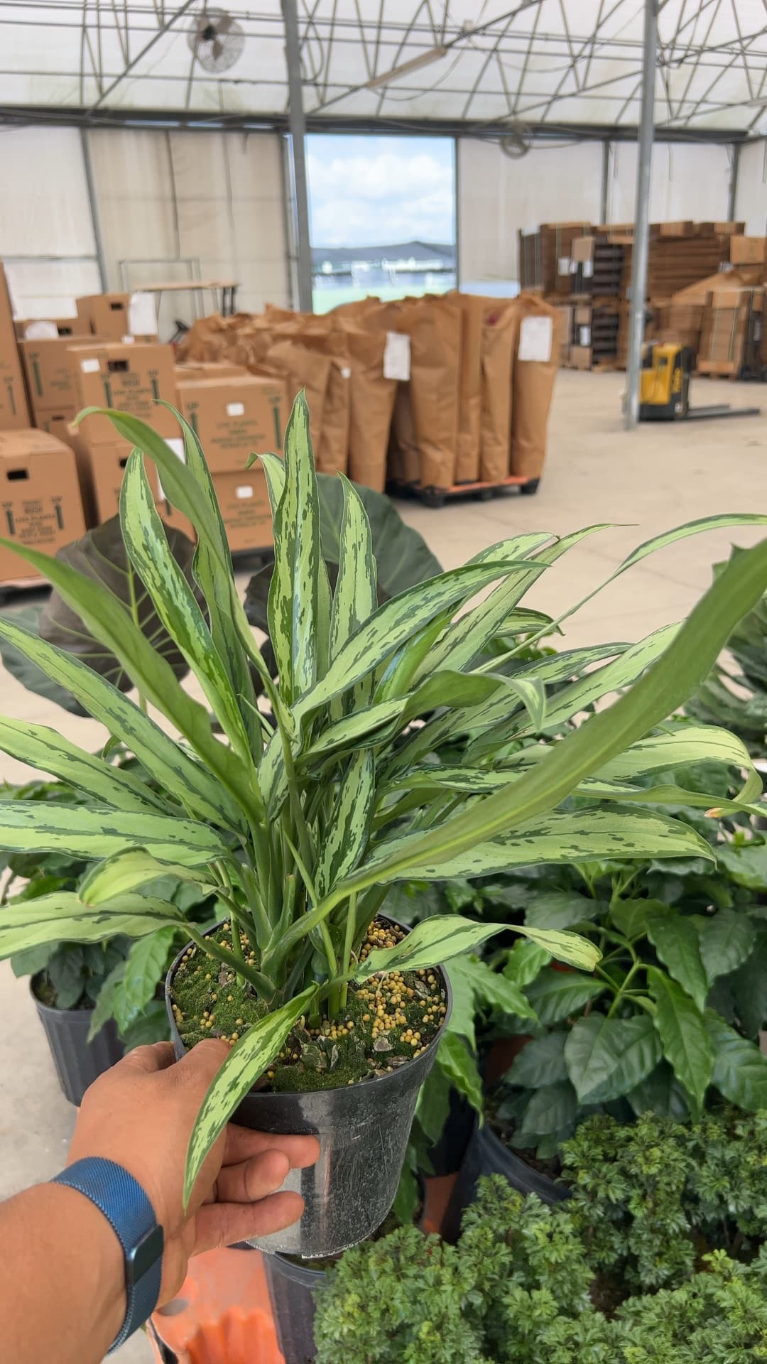 Triad Plants triad-plants