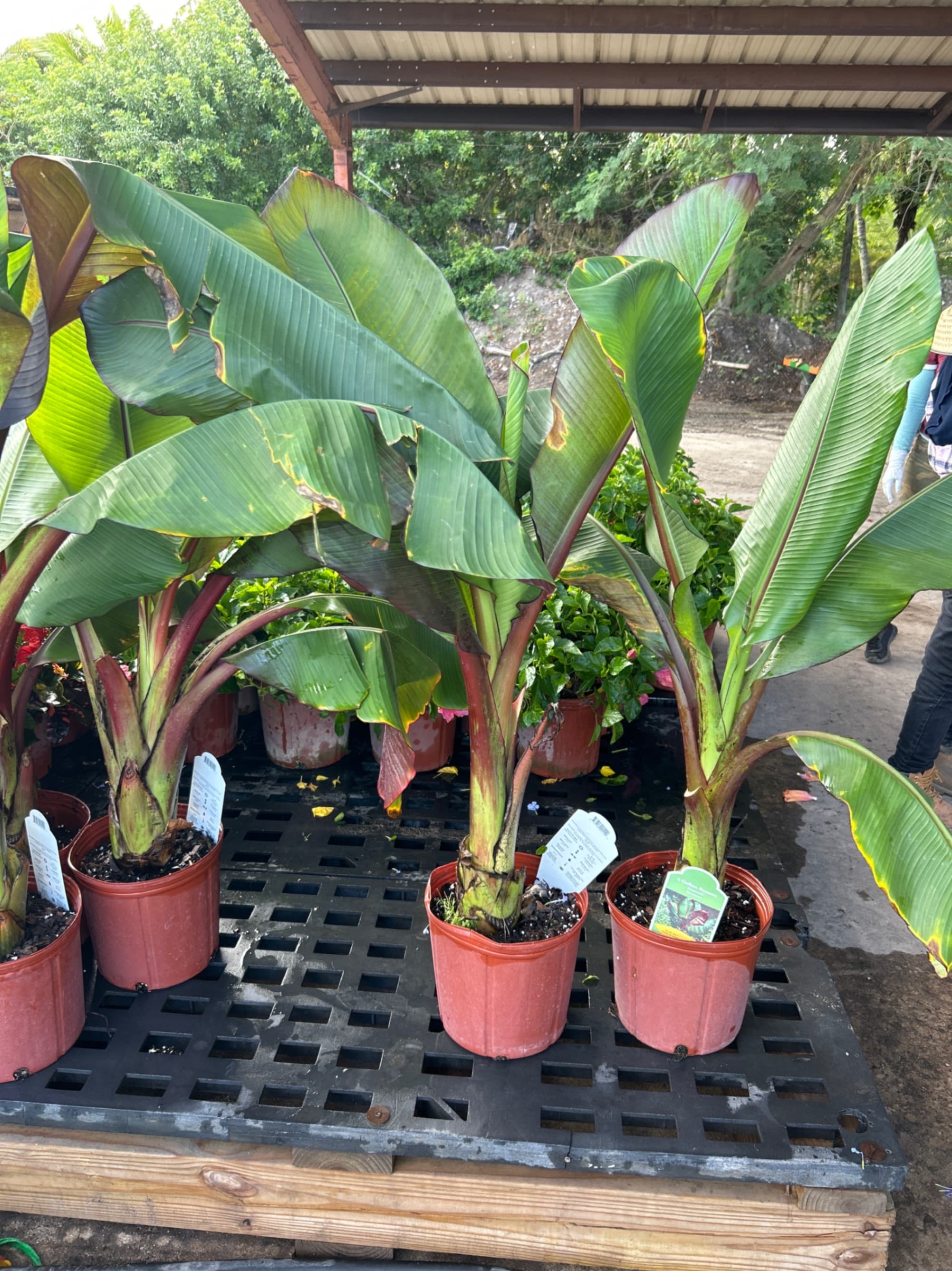 Triad Plants triad-plants