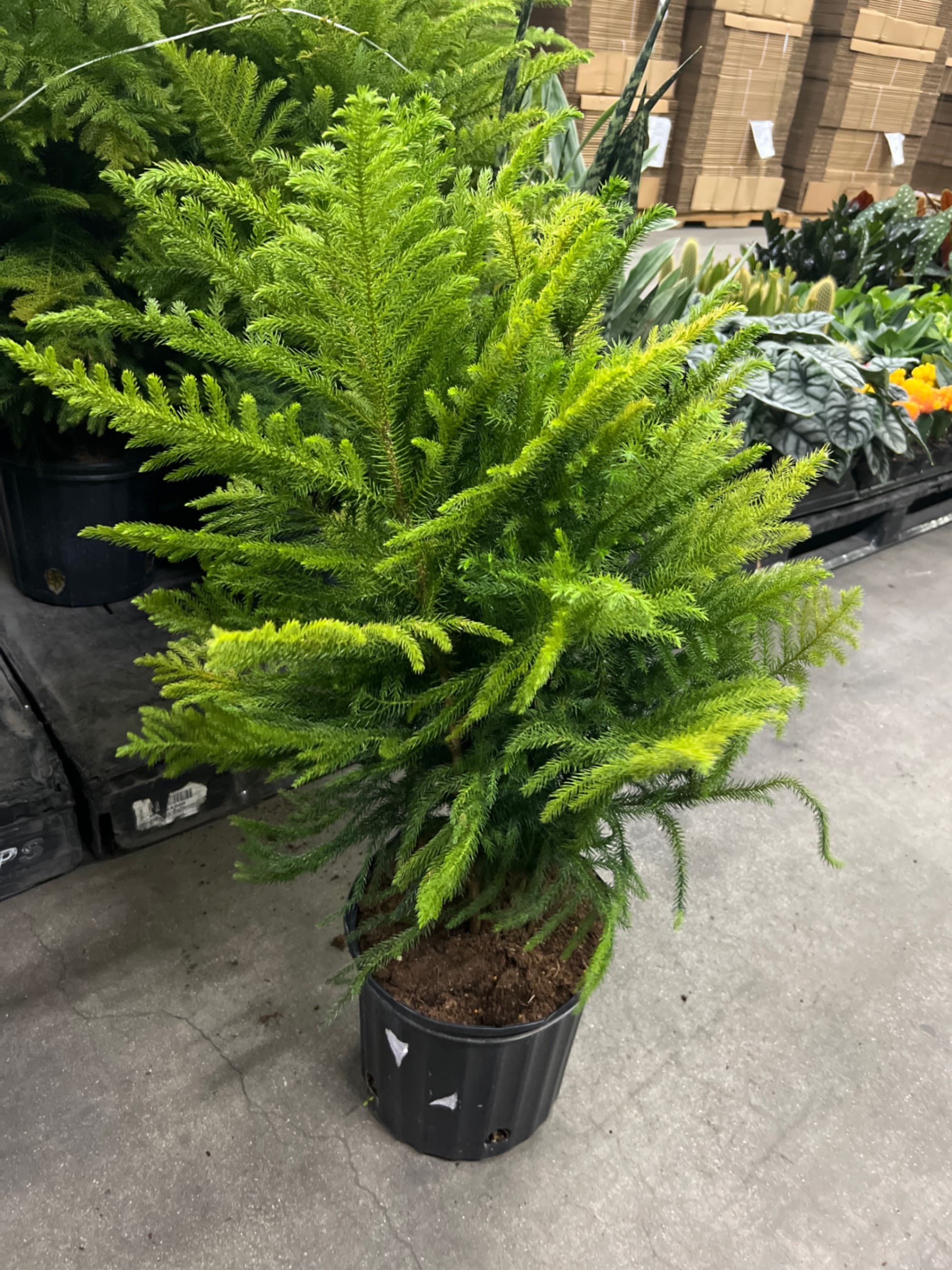 Triad Plants triad-plants