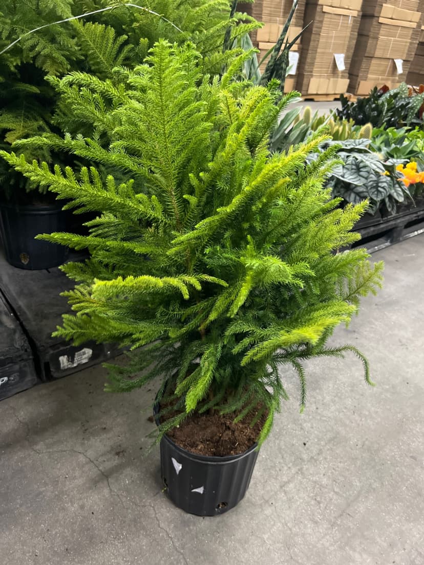 Triad Plants triad-plants