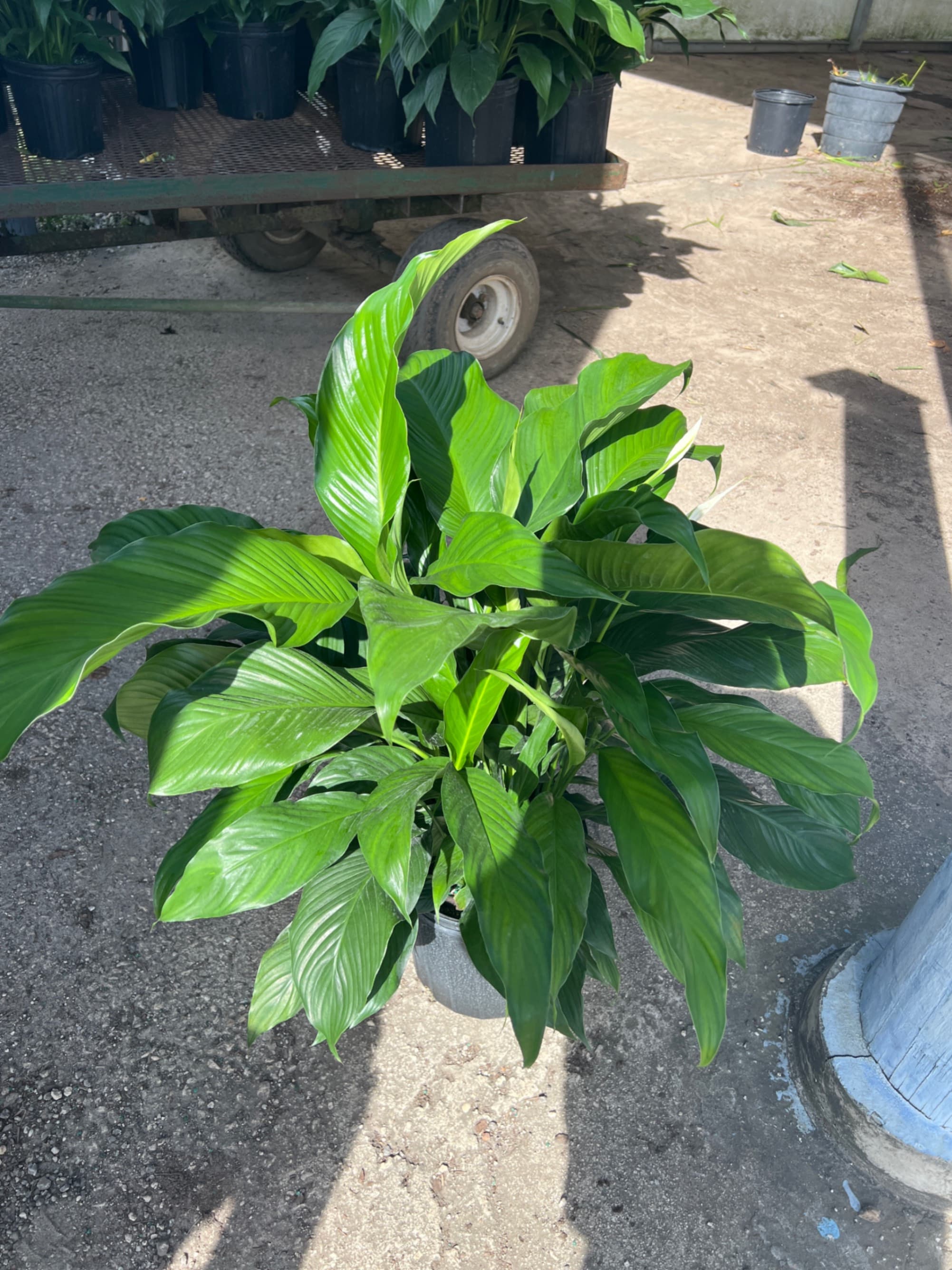 Triad Plants triad-plants