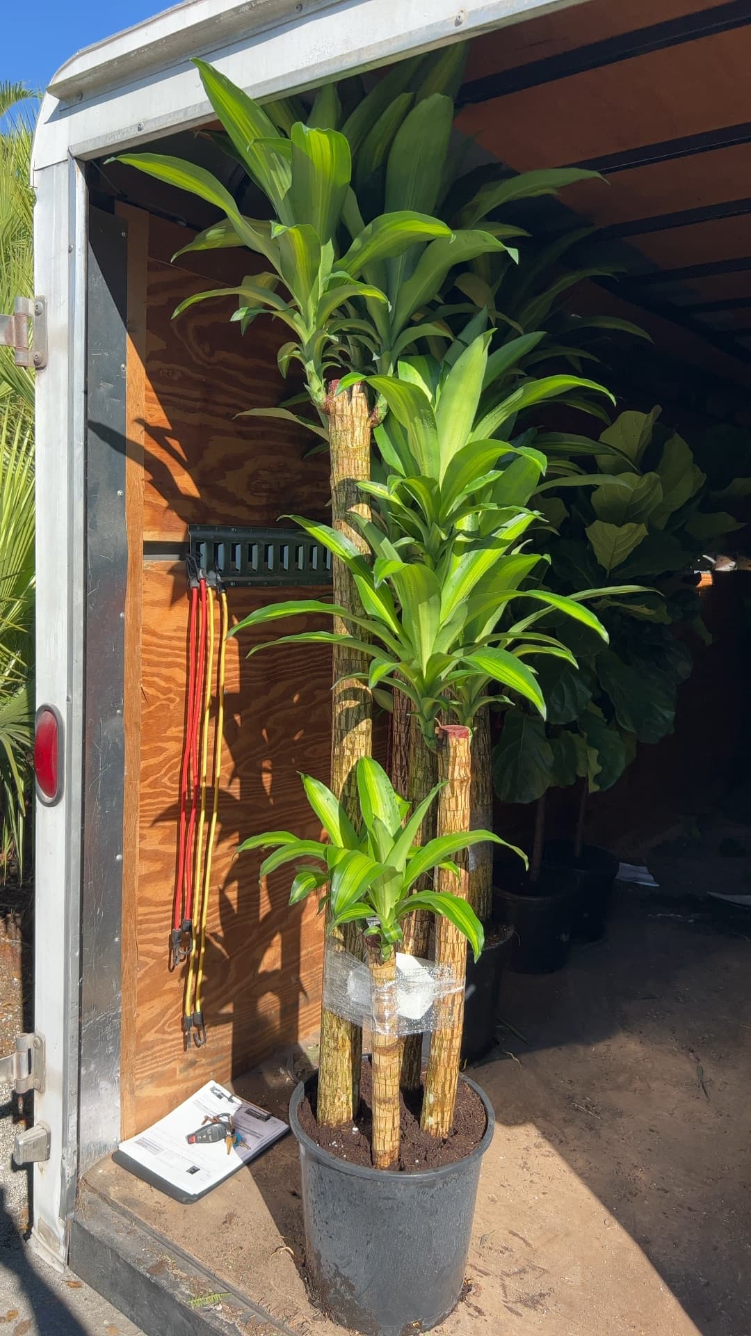 Triad Plants triad-plants