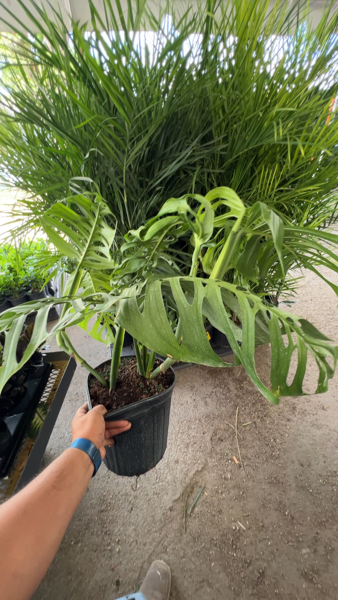 Triad Plants triad-plants