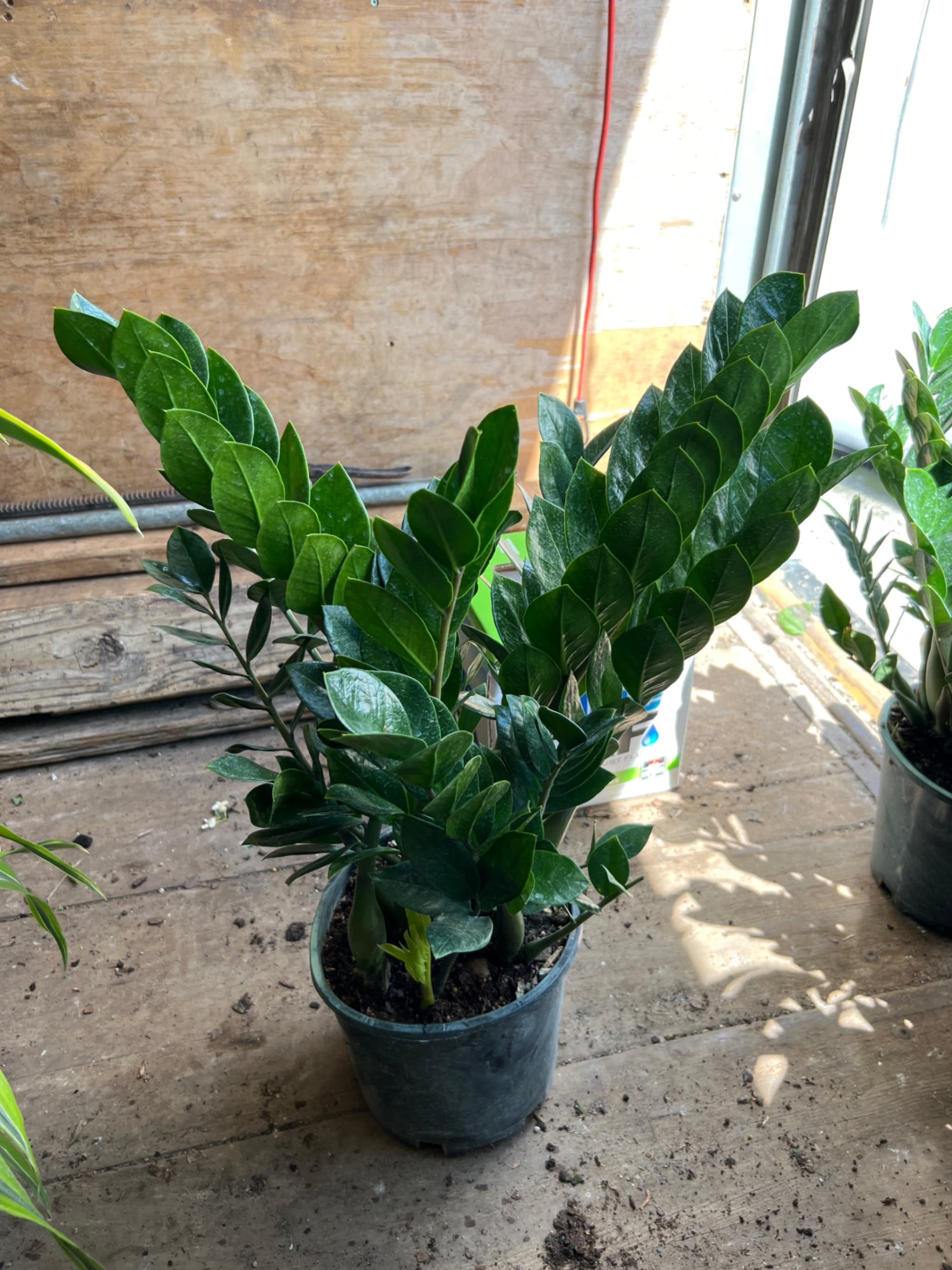 Pinus Venus Triad Plants