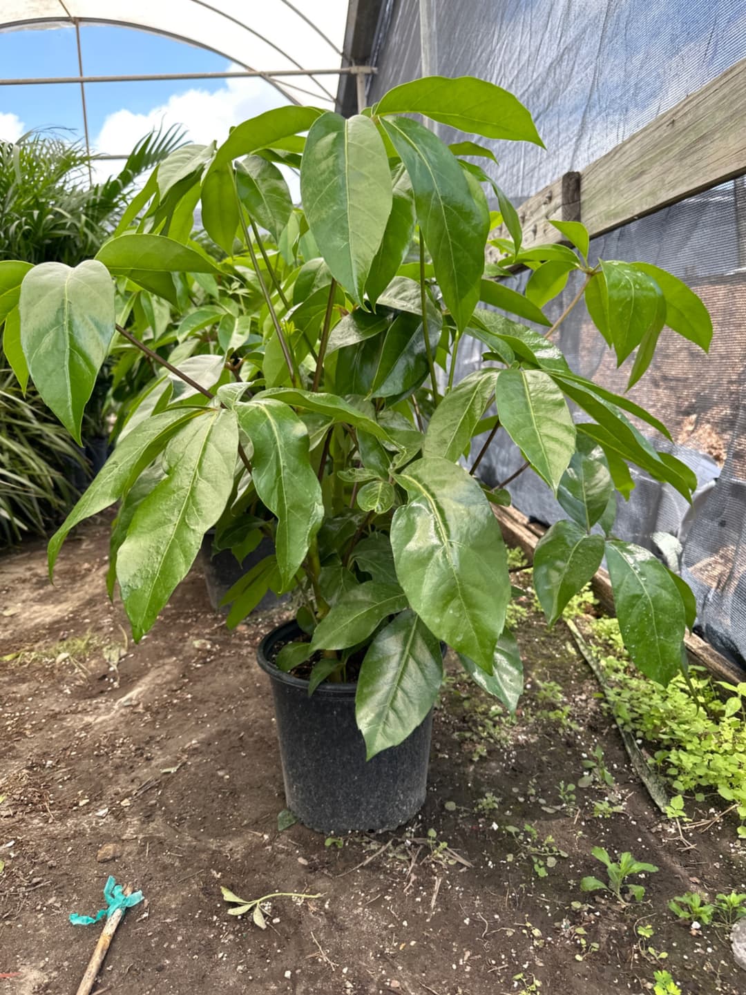 Triad Plants triad-plants